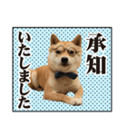 柴犬ダジャレ【豆柴 豆千代くん5】（個別スタンプ：5）