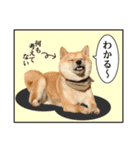 柴犬ダジャレ【豆柴 豆千代くん5】（個別スタンプ：6）