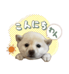 柴犬ダジャレ【豆柴 豆千代くん5】（個別スタンプ：9）