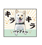 柴犬ダジャレ【豆柴 豆千代くん5】（個別スタンプ：10）