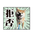 柴犬ダジャレ【豆柴 豆千代くん5】（個別スタンプ：13）