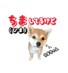 柴犬ダジャレ【豆柴 豆千代くん5】（個別スタンプ：14）