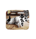 フレンチブルドッグのマルク（個別スタンプ：7）