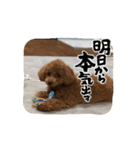 あむ五郎の日常（個別スタンプ：3）