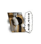 ベルケオ Part1（個別スタンプ：5）