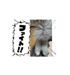 ベルケオ Part1（個別スタンプ：7）