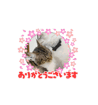 ベルケオ Part1（個別スタンプ：8）