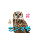 フクロウおっさん（個別スタンプ：1）