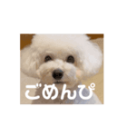 トイプードルのうるぼう（個別スタンプ：1）