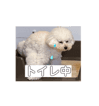 トイプードルのうるぼう（個別スタンプ：3）