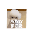 トイプードルのうるぼう（個別スタンプ：7）