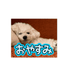 トイプードルのうるぼう（個別スタンプ：8）