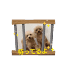 ポポちゃんと仲間達（個別スタンプ：11）