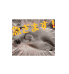 ゆるかわのモモミルクふくろももんが帰宅部（個別スタンプ：3）