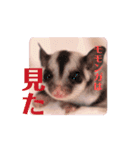 ゆるかわのモモミルクふくろももんが帰宅部（個別スタンプ：6）
