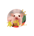 ゆるかわのモモミルクふくろももんが帰宅部（個別スタンプ：7）