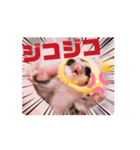 ゆるかわのモモミルクふくろももんが帰宅部（個別スタンプ：13）