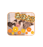 ゆるかわのモモミルクふくろももんが帰宅部（個別スタンプ：15）