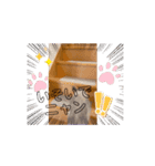 フィガロ＆チロルの動くスタンプ（個別スタンプ：1）