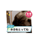 フィガロ＆チロルの動くスタンプ（個別スタンプ：4）