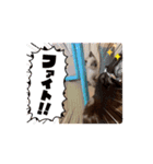 フィガロ＆チロルの動くスタンプ（個別スタンプ：5）