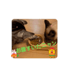 フィガロ＆チロルの動くスタンプ（個別スタンプ：6）