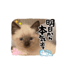 フィガロ＆チロルの動くスタンプ（個別スタンプ：8）