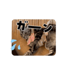 フィガロ＆チロルの動くスタンプ（個別スタンプ：9）