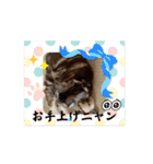 フィガロ＆チロルの動くスタンプ（個別スタンプ：11）
