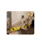 フィガロ＆チロルの動くスタンプ（個別スタンプ：12）