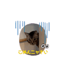 フィガロ＆チロルの動くスタンプ（個別スタンプ：16）