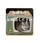 にゃんこスタンプ5(日常会話セット)（個別スタンプ：21）