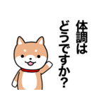 お薬飲んだ？ 芝犬さん 日常介護スタンプ（個別スタンプ：15）