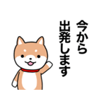 お薬飲んだ？ 芝犬さん 日常介護スタンプ（個別スタンプ：17）