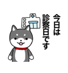 お薬飲んだ？ 芝犬さん 日常介護スタンプ（個別スタンプ：25）