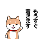 お薬飲んだ？ 芝犬さん 日常介護スタンプ（個別スタンプ：31）