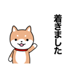 お薬飲んだ？ 芝犬さん 日常介護スタンプ（個別スタンプ：32）