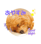 トイプードル_むぎ①（個別スタンプ：2）