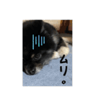 ポメラニアンのマロンくん3（個別スタンプ：4）