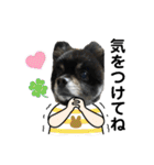 ポメラニアンのマロンくん3（個別スタンプ：12）