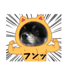 ポメラニアンのマロンくん3（個別スタンプ：14）