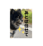 ポメラニアンのマロンくん3（個別スタンプ：25）