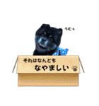 ポメラニアンのマロンくん3（個別スタンプ：34）