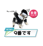 ポメラニアンのマロンくん3（個別スタンプ：39）