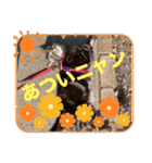 フィガロ＆チロル 2（個別スタンプ：1）
