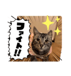 フィガロ＆チロル 2（個別スタンプ：4）