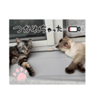 フィガロ＆チロル 2（個別スタンプ：6）