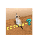 フィガロ＆チロル 2（個別スタンプ：8）