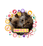 フィガロ＆チロル 2（個別スタンプ：10）