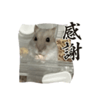 ハムスタイル01（個別スタンプ：1）